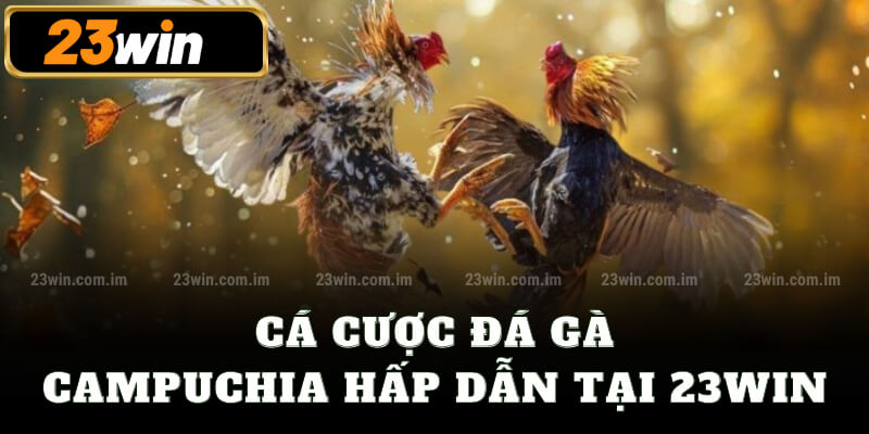 Cá cược đá gà Campuchia hấp dẫn tại 23win